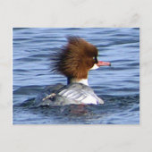 Common Merganser met zijn magestic Crest Briefkaart (Voorkant)