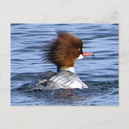 Common Merganser met zijn magestic Crest Briefkaart (Voorkant)