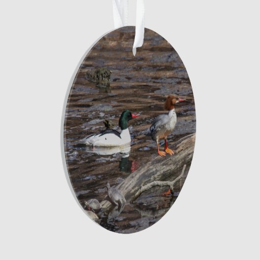 Common Merganser Ornament (voorkant)