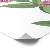 Common Milkweed Poster (Hoek)