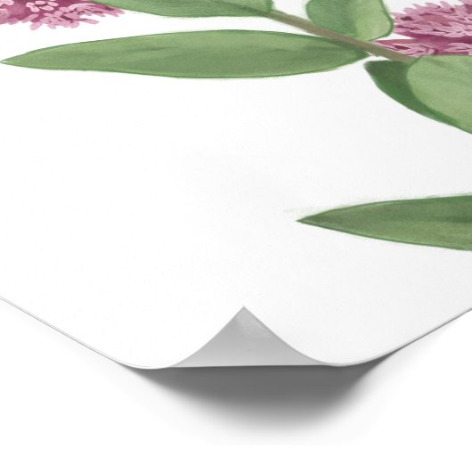 Common Milkweed Poster (Hoek)