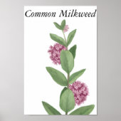 Common Milkweed Poster (Voorkant)