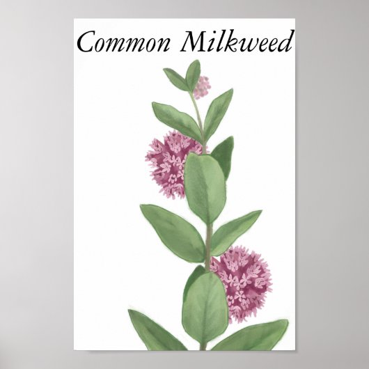 Common Milkweed Poster (Voorkant)