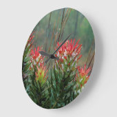 Common Mimetes (Mimetes Cucullatus) Grote Klok (Hoek)