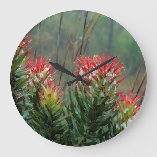 Common Mimetes (Mimetes Cucullatus) Grote Klok (Voorkant)