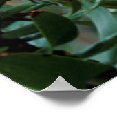 Common Mimetes (Mimetes Cucullatus) Poster (Hoek)