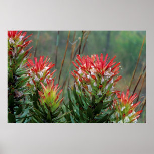 Common Mimetes (Mimetes Cucullatus) Poster