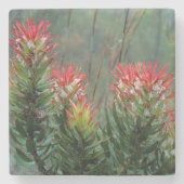 Common Mimetes (Mimetes Cucullatus) Stenen Onderzetter (Voorkant)