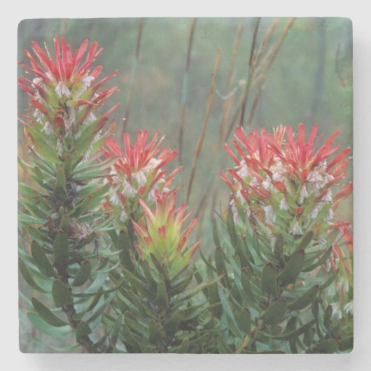 Common Mimetes (Mimetes Cucullatus) Stenen Onderzetter (Voorkant)