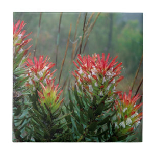 Common Mimetes (Mimetes Cucullatus) Tegeltje