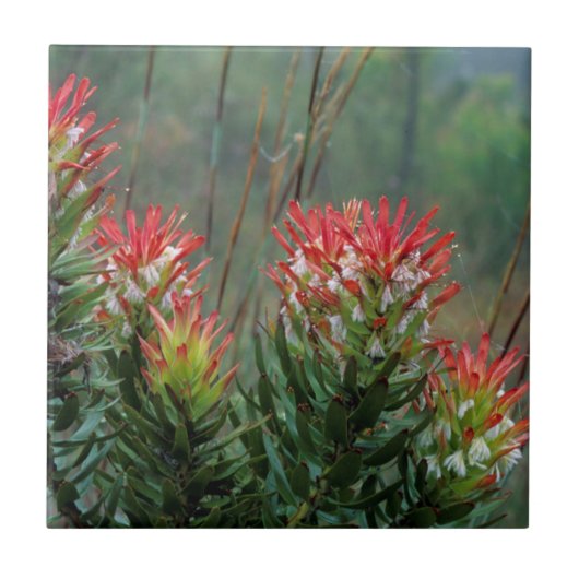 Common Mimetes (Mimetes Cucullatus) Tegeltje (Voorkant)