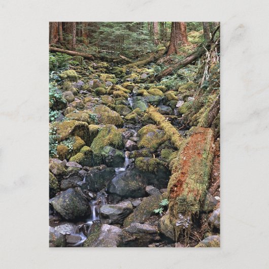 Common Minnesota rock bed stream van het bos Briefkaart (Voorkant)