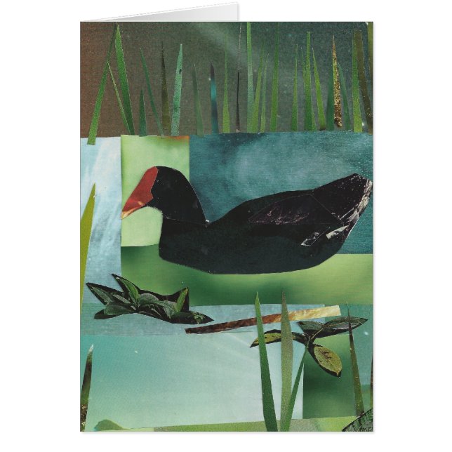 Common Moorhen (Common Gallinule) (Voorkant)