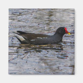 Common moorhen magneet (Voorkant)