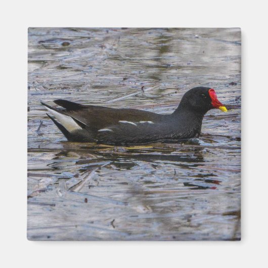 Common moorhen magneet (Voorkant)