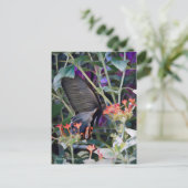 Common Mormon:Briefkaart Briefkaart (Staand voorkant)