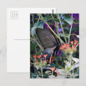 Common Mormon:Briefkaart Briefkaart (Voorkant / Achterkant)