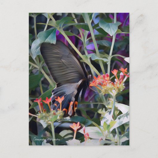Common Mormon:Briefkaart Briefkaart (Voorkant)