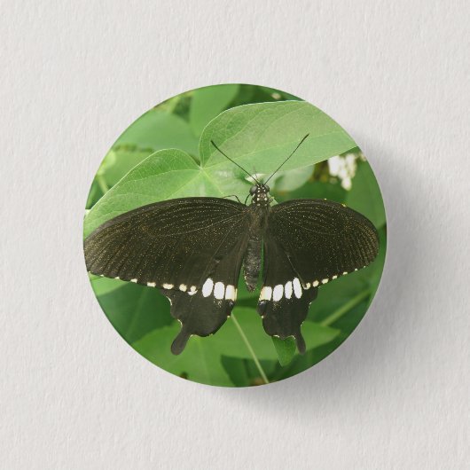 Common Mormon Butterfly Button (Voorkant)