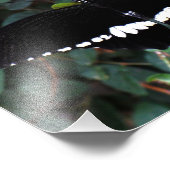 Common Mormon Butterfly Foto Afdruk (Hoek)