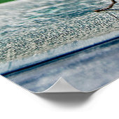 Common Morpho Butterfly Poster (Hoek)