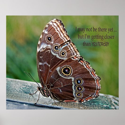 Common Morpho Butterfly Poster (Voorkant)
