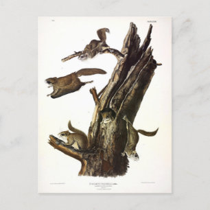 Common or Southern Flying Squirrel of The Assapan Briefkaart