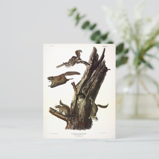 Common or Southern Flying Squirrel of The Assapan Briefkaart (Staand voorkant)