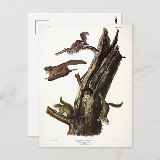 Common or Southern Flying Squirrel of The Assapan Briefkaart (Voorkant / Achterkant)