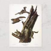 Common or Southern Flying Squirrel of The Assapan Briefkaart (Voorkant)