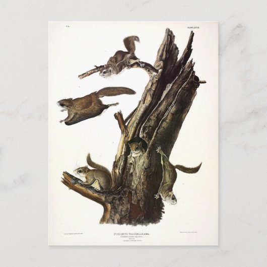 Common or Southern Flying Squirrel of The Assapan Briefkaart (Voorkant)