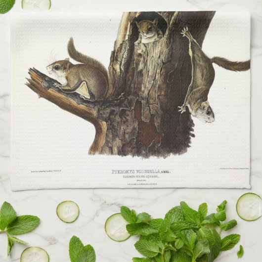 Common or Southern Flying Squirrel of The Assapan Theedoek (Gevouwen)