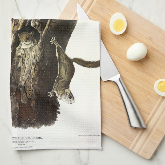 Common or Southern Flying Squirrel of The Assapan Theedoek (Quarter Fold)