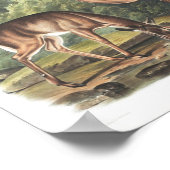 Common or Virgian Deer American Fauna  Poster (Hoek)