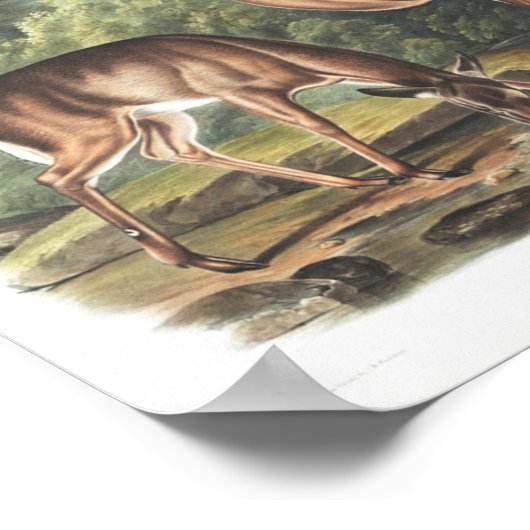 Common or Virgian Deer American Fauna  Poster (Hoek)