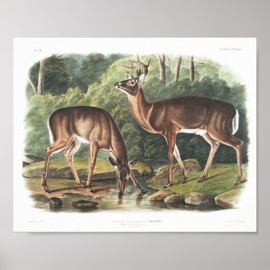 Common or Virgian Deer American Fauna  Poster (Voorkant)