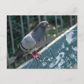 Common Pigeon Perched on a Wooden Bench in the Par Briefkaart