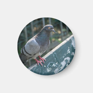 Common Pigeon Perched on a Wooden Bench in the Par Magneet