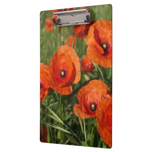 Common Poppies  Klembord (Links)