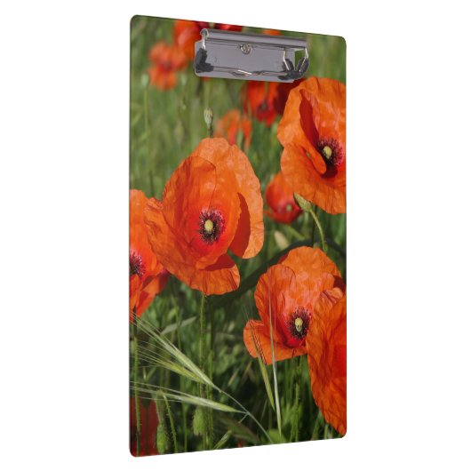 Common Poppies  Klembord (Rechts)