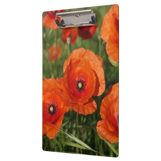 Common Poppies  Klembord (Links)