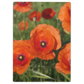 Common Poppies Klembord (Achterkant)