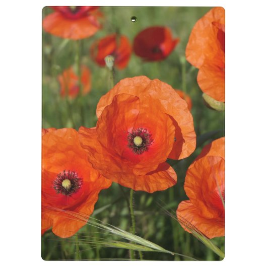 Common Poppies  Klembord (Achterkant)