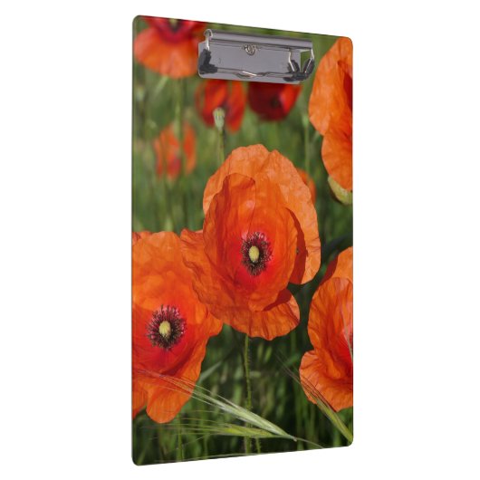 Common Poppies Klembord (Rechts)