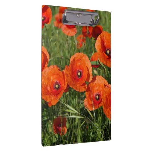 Common Poppies  Klembord (Rechts)