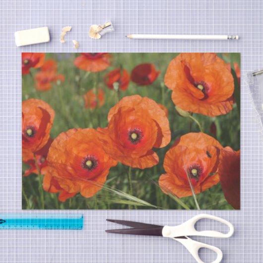Common Poppies  Tissuepapier (Craft)