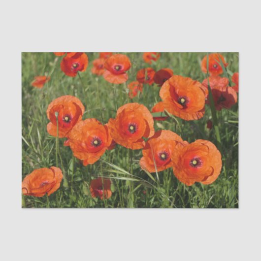 Common Poppies  Tissuepapier (Voorkant)