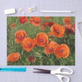 Common Poppies  Tissuepapier (Craft)