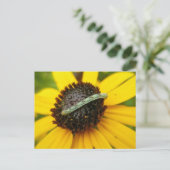 Common Pug Moth Caterstyle Coördinatiepunten Briefkaart (Staand voorkant)
