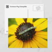 Common Pug Moth Caterstyle Coördinatiepunten Briefkaart (Voorkant / Achterkant)